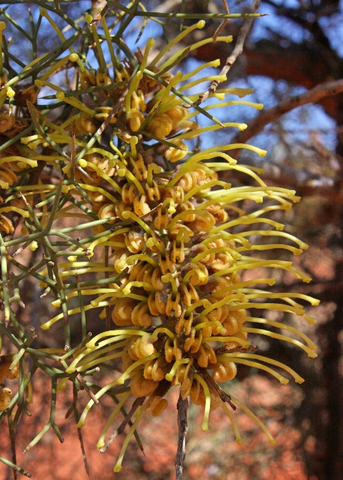 Australian Desert Plants Proteaceae